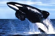baleia orca 600x 300